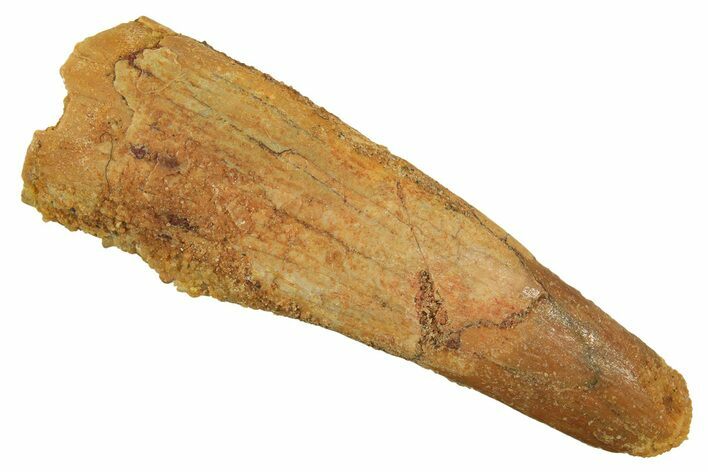 Fossil Pterosaur (Siroccopteryx) Tooth - Morocco #298007